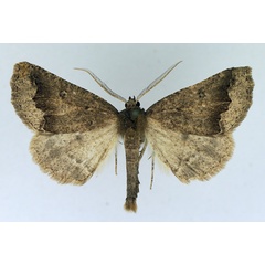 /filer/webapps/moths/media/images/P/paliscia_Aethiopodes_AM_TMSA.jpg