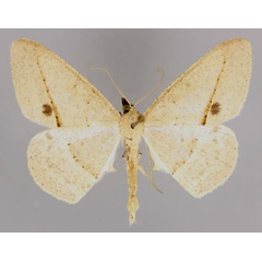 /filer/webapps/moths/media/images/P/pontias_Conolophia_A_ZSM_01.jpg