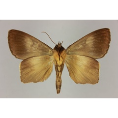 /filer/webapps/moths/media/images/M/mabillei_Stenopis_AM_MNHNb.jpg