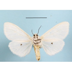 /filer/webapps/moths/media/images/P/punctulatum_edlingeri_Micralarctia_A_MGCLb_01.JPG