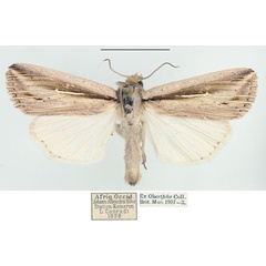 /filer/webapps/moths/media/images/P/panarista_Mythimna_AM_BMNH.jpg