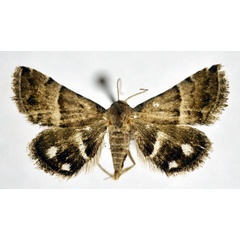/filer/webapps/moths/media/images/B/bolinia_Eublemma_A_NHMO_02.jpg