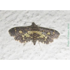 /filer/webapps/moths/media/images/B/bracteolalis_Eurrhyparodes_A_Bippus.jpg