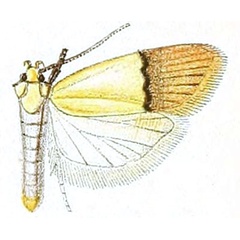/filer/webapps/moths/media/images/N/natalensis_Odites_STM_Walsingham_4-36.jpg