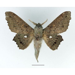 /filer/webapps/moths/media/images/C/cinerascens_Mimopacha_AM_Basquin_01.jpg