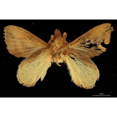 /filer/webapps/moths/media/images/N/nasuta_Rhynchobombyx_LT_RBINSb.jpg