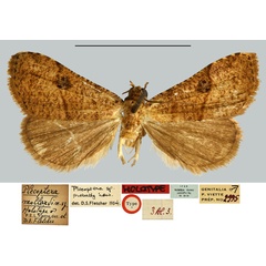 /filer/webapps/moths/media/images/M/mollardi_Plecoptera_HT_MNHN.jpg