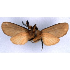 /filer/webapps/moths/media/images/J/jansei_Metarctia_PT_BMNH_02.jpg