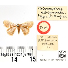 /filer/webapps/moths/media/images/A/albipuncta_Enispa_HT_BMNH.jpg