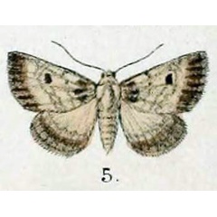 /filer/webapps/moths/media/images/A/atromacula_Myana_HT_Swinhoe_48_5.jpg