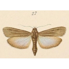 /filer/webapps/moths/media/images/U/umbratella_Epicrocis_HT_Voeltzkow_6-27.jpg