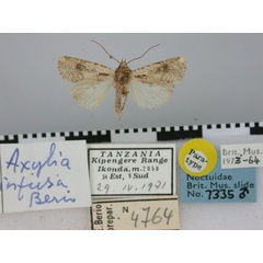 /filer/webapps/moths/media/images/I/infusa_Axylia_PT_BMNH.jpg