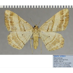 /filer/webapps/moths/media/images/F/furcata_Chiasmia_AF_ZSM_02.jpg