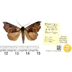 /filer/webapps/moths/media/images/A/acuta_Marcipa_PTM_BMNH.jpg