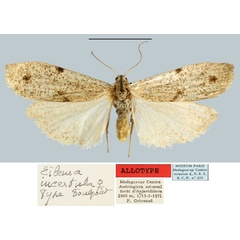 /filer/webapps/moths/media/images/I/incertula_Eilema_AT_MNHN.jpg