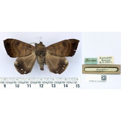 /filer/webapps/moths/media/images/I/infinita_Achaea_AM_BMNH.jpg