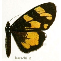 /filer/webapps/moths/media/images/K/karschii_Xanthospilopteryx_Jordan_2c.jpg