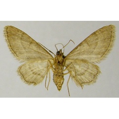 /filer/webapps/moths/media/images/H/hawkinsi_Chloroclystis_AM_ZSMb.jpg