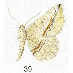 /filer/webapps/moths/media/images/D/distolochorda_Pareclipsis_HT_Prout_25-39.jpg