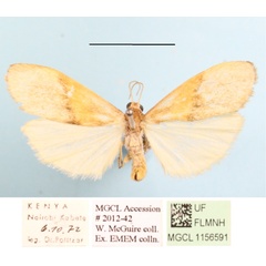 /filer/webapps/moths/media/images/N/nebuliferella_Brunia_A_MGCLa_01.JPG