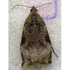 /filer/webapps/moths/media/images/W/wahlbergiana_Eccopsis_AM_Zubair_02.jpg