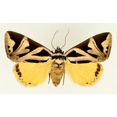 /filer/webapps/moths/media/images/A/attathoides_Attatha_AF_TMSA_01.jpg
