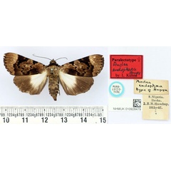 /filer/webapps/moths/media/images/E/endophaea_Audea_PLT_BMNH.jpg