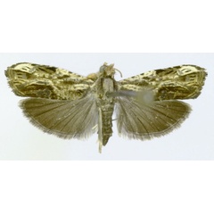 /filer/webapps/moths/media/images/A/acanthoda_Thylacogaster_HT_ZMJU.jpg