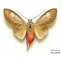 /filer/webapps/moths/media/images/L/leucoptera_Amerila_AM_Vingerhoedt.JPG