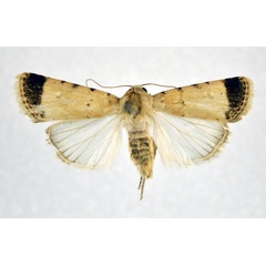 /filer/webapps/moths/media/images/E/ectomelaena_Caradrina_A_NHMO.jpg