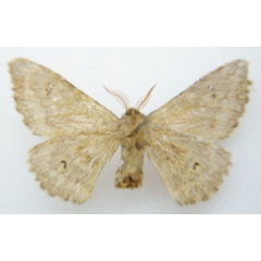 /filer/webapps/moths/media/images/J/jordani_Ludaia_HT_NHMUKb.jpg