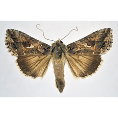 /filer/webapps/moths/media/images/N/ni_Trichoplusia_AF_NHMO_02.jpg