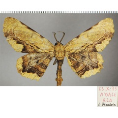 /filer/webapps/moths/media/images/B/bergeri_Colocleora_AM_ZSM.jpg