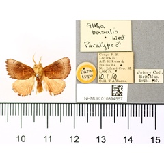 /filer/webapps/moths/media/images/B/basalis_Altha_PT_BMNH.jpg