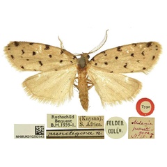 /filer/webapps/moths/media/images/P/punctigera_Siccia_HT_BMNH.jpg