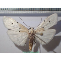 /filer/webapps/moths/media/images/M/mabillei_Eilema_AM_Bippus.jpg