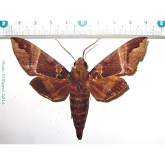 /filer/webapps/moths/media/images/O/oenopion_Nephele_AM_Bippus.jpg