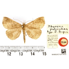 /filer/webapps/moths/media/images/P/poliophaea_Aburina_HT_BMNH.jpg