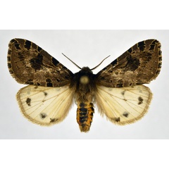 /filer/webapps/moths/media/images/K/kenyana_Afroarctia_AM_NHMO.jpg