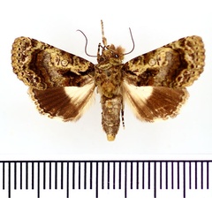 /filer/webapps/moths/media/images/X/xanthophaes_Aedia_AF_BMNH.jpg