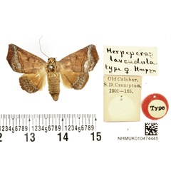 /filer/webapps/moths/media/images/L/lavendula_Herpeperas_HT_BMNH.jpg