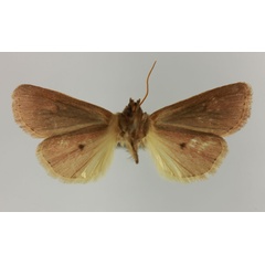 /filer/webapps/moths/media/images/D/dokoa_Maghadena_HT_MNHNb.jpg
