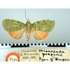 /filer/webapps/moths/media/images/P/prasina_Chlorozada_HT_BMNH.jpg