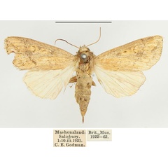 /filer/webapps/moths/media/images/C/cupreata_Leucania_AF_BMNH.jpg