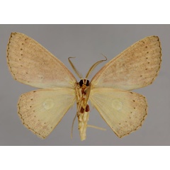 /filer/webapps/moths/media/images/O/orboculata_Cyclophora_A_ZSM_02.jpg