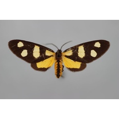 /filer/webapps/moths/media/images/P/perpetua_Thyrosticta_HT_BMNH.jpg