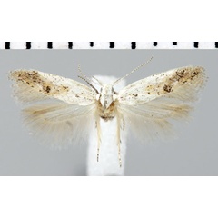 /filer/webapps/moths/media/images/N/neograpta_Athrips_AF_ZMHB.jpg