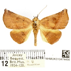 /filer/webapps/moths/media/images/P/porrecta_Prominea_AF_BMNH_02.jpg