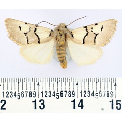 /filer/webapps/moths/media/images/N/niveiplaga_Diaphone_AM_BMNH.jpg