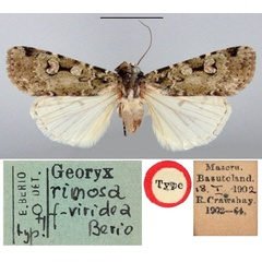 /filer/webapps/moths/media/images/V/viridea_Georyx_HT_BMNH.jpg